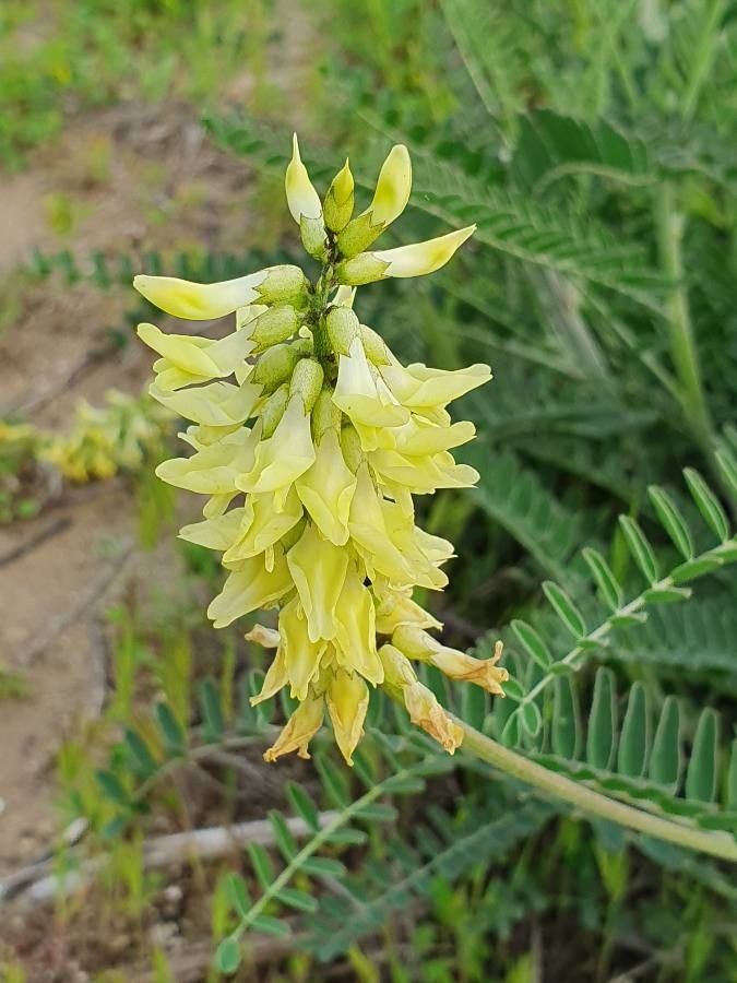 Astragalus canadensis flower