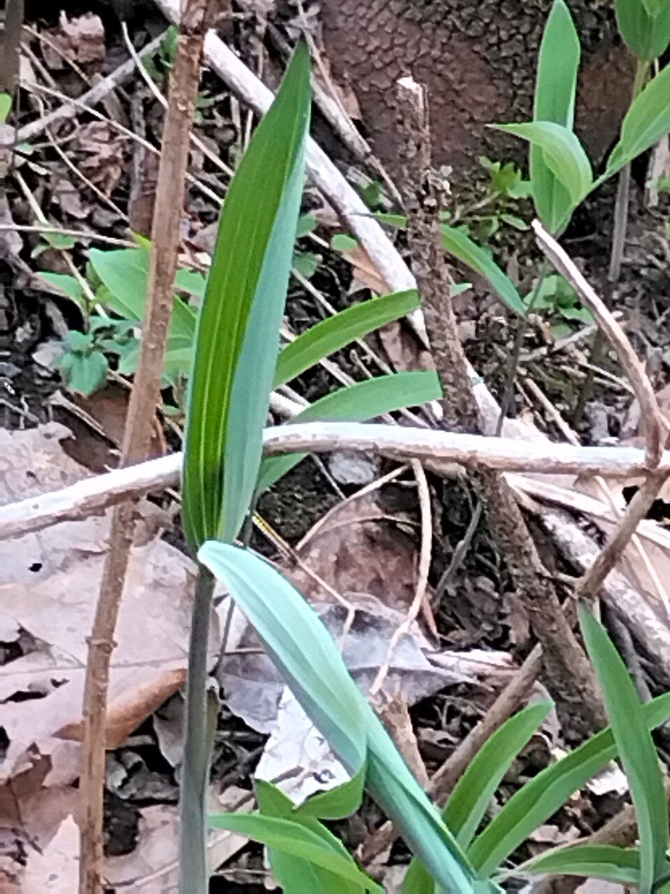 Polygonatum pubescens