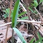 Polygonatum pubescens