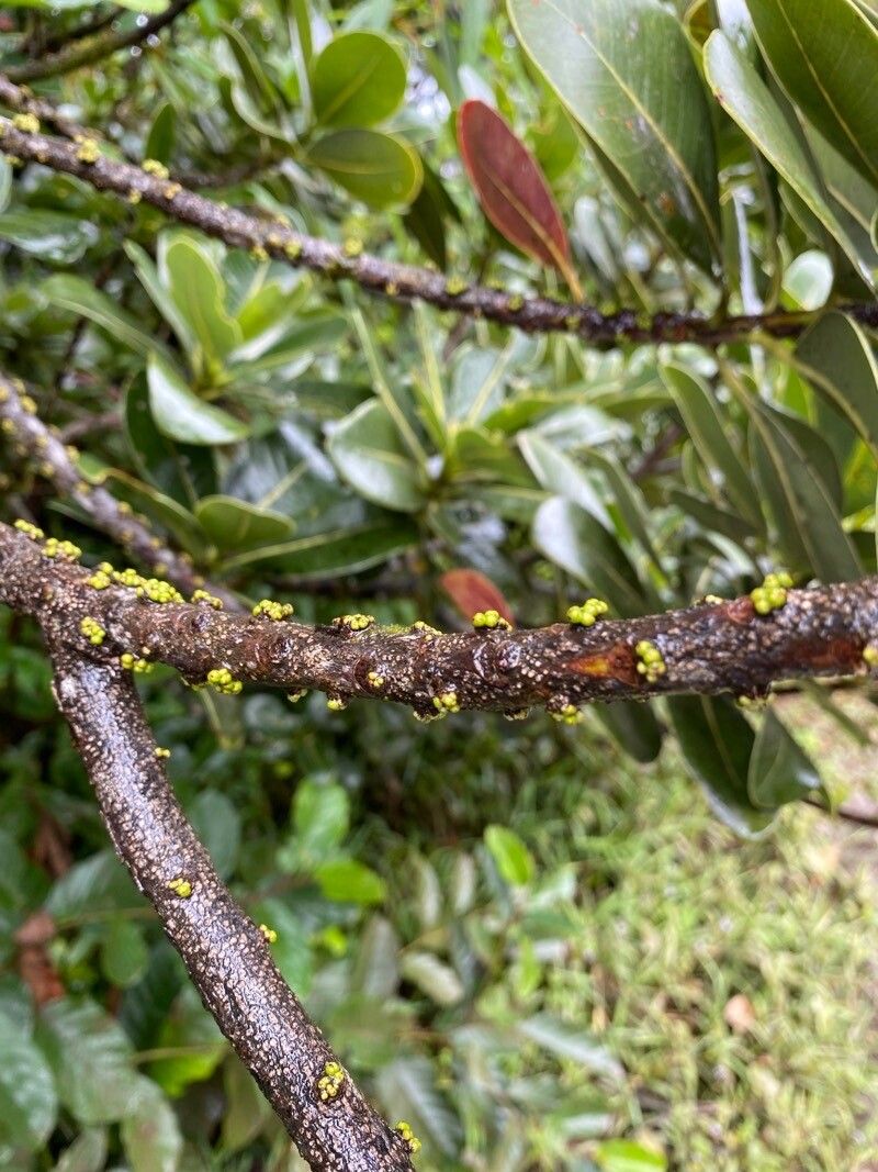 Sideroxylon cinereum bark