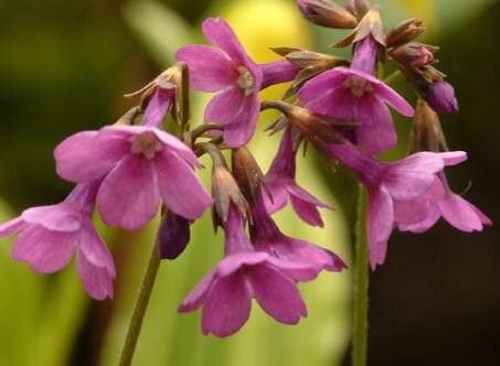 Primula geraniifolia — houseplant care guide