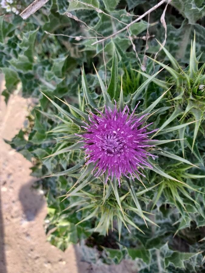 Silybum marianum flower