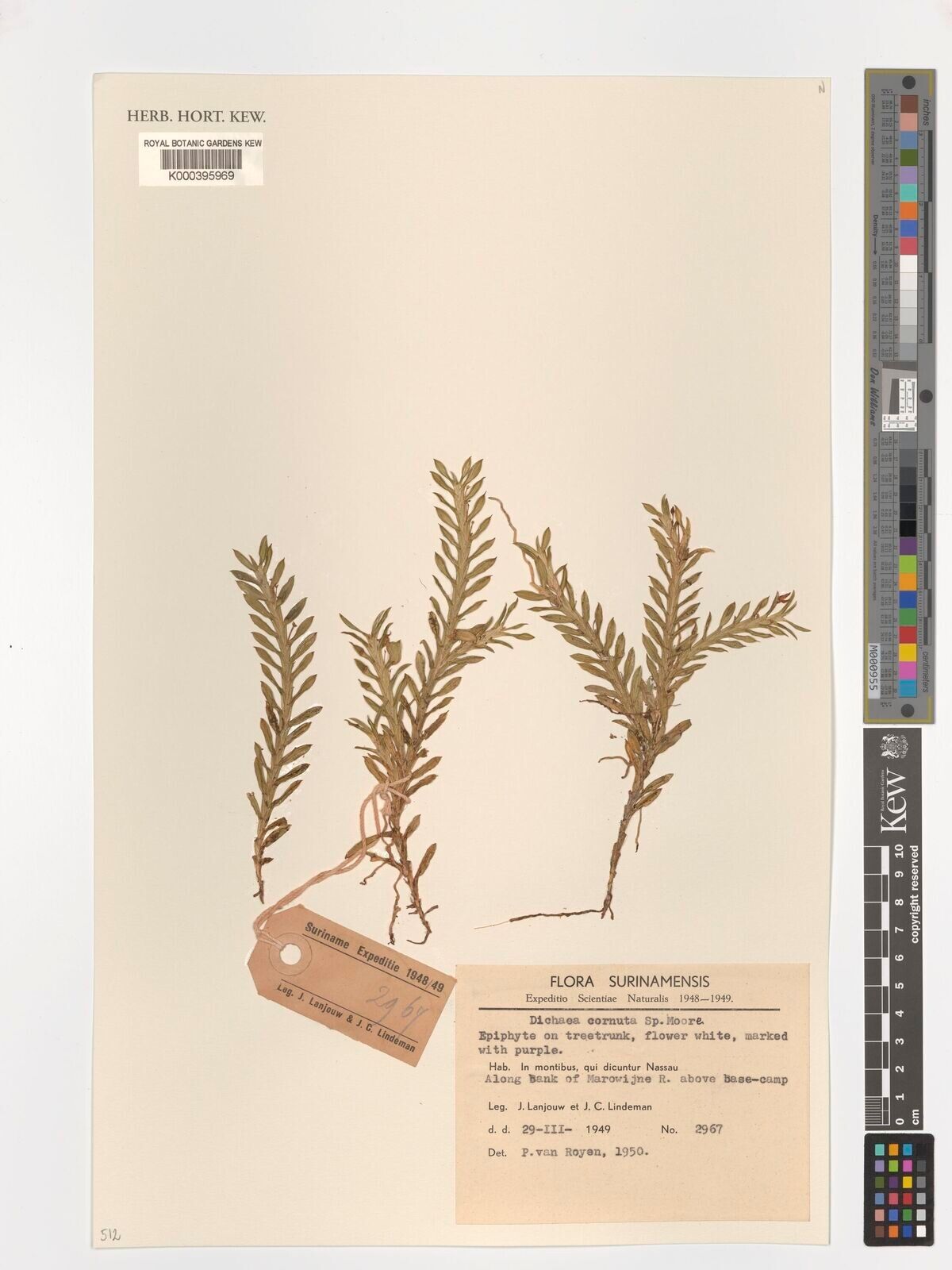 Dichaea cornuta — related species from the same genus