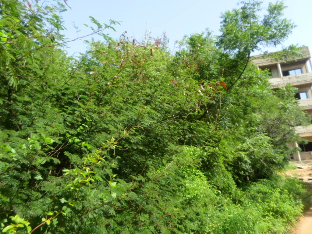 Senegalia erythrocalyx other