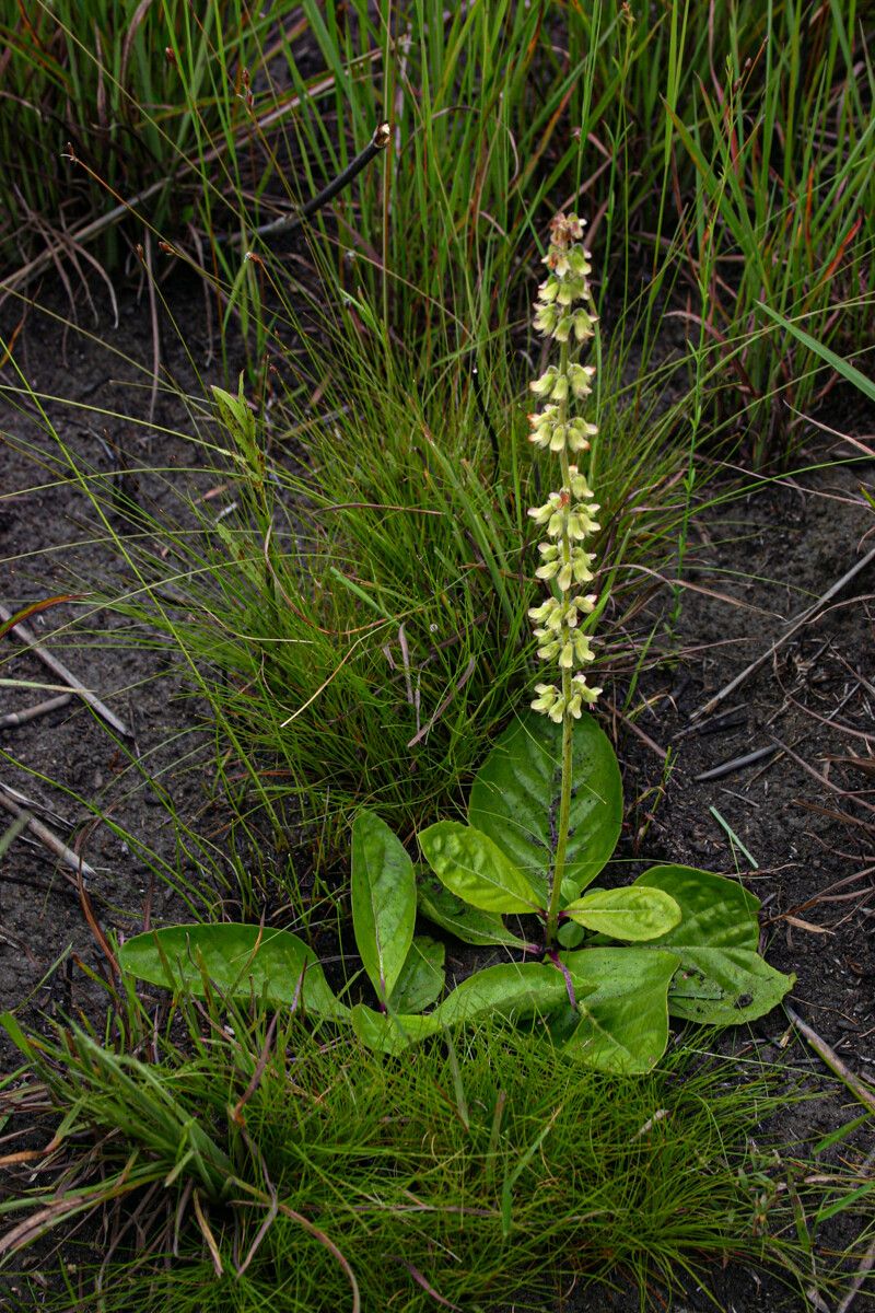 Orthosiphon allenii habit