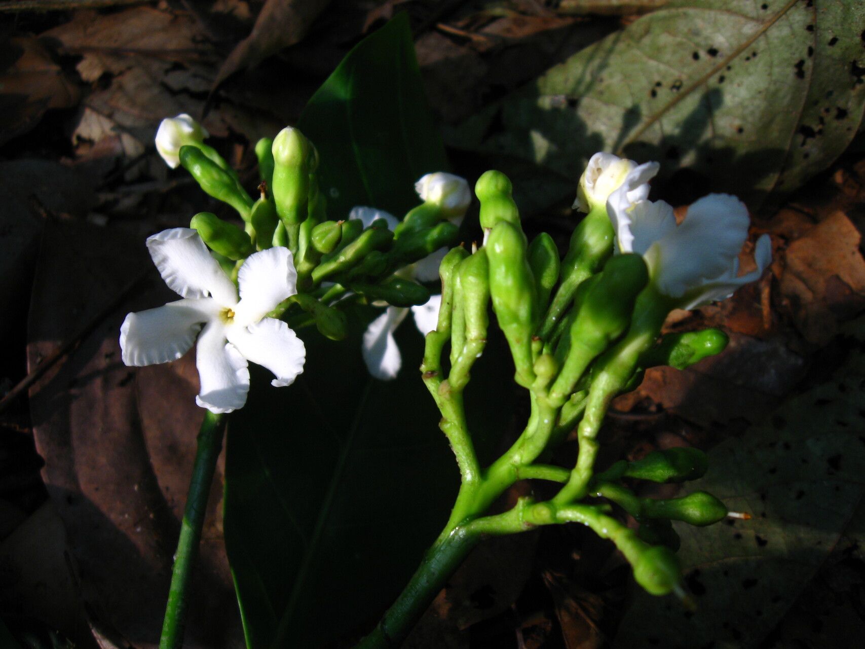 Tabernaemontana brachyantha — search result for 'Tabernaemontana'