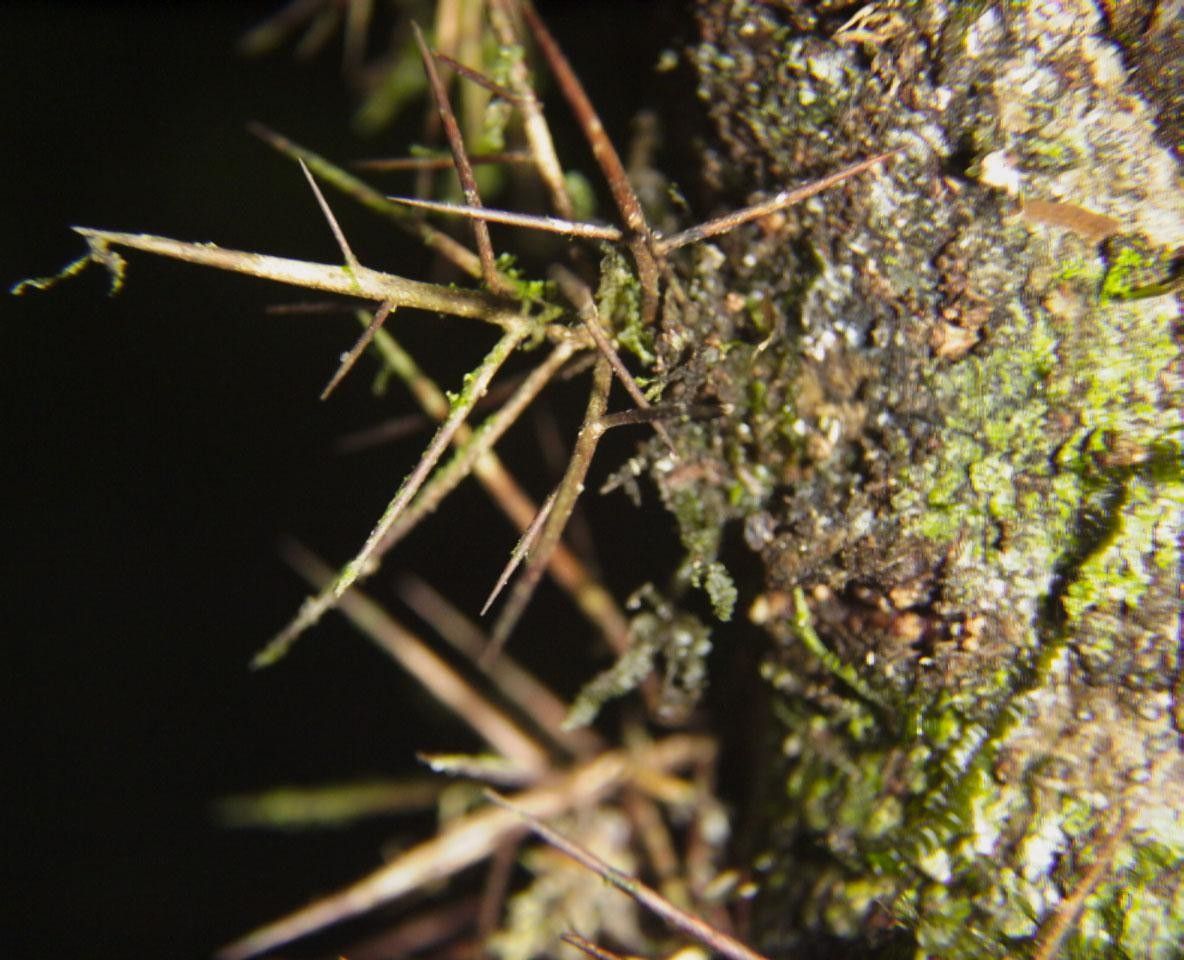 Xylosma chlorantha other