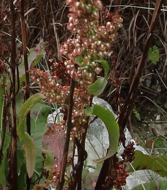 Rumex rupestris flower