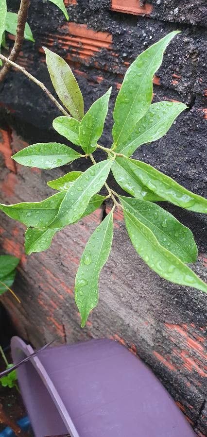 Ocotea porosa — search result for 'Lauraceae'