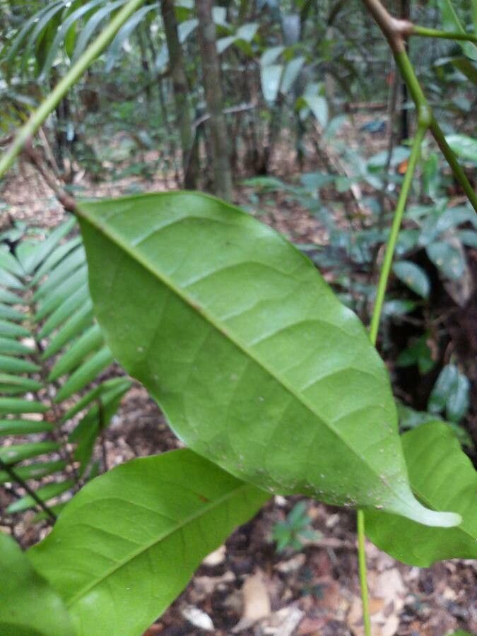 Protium plagiocarpium leaf