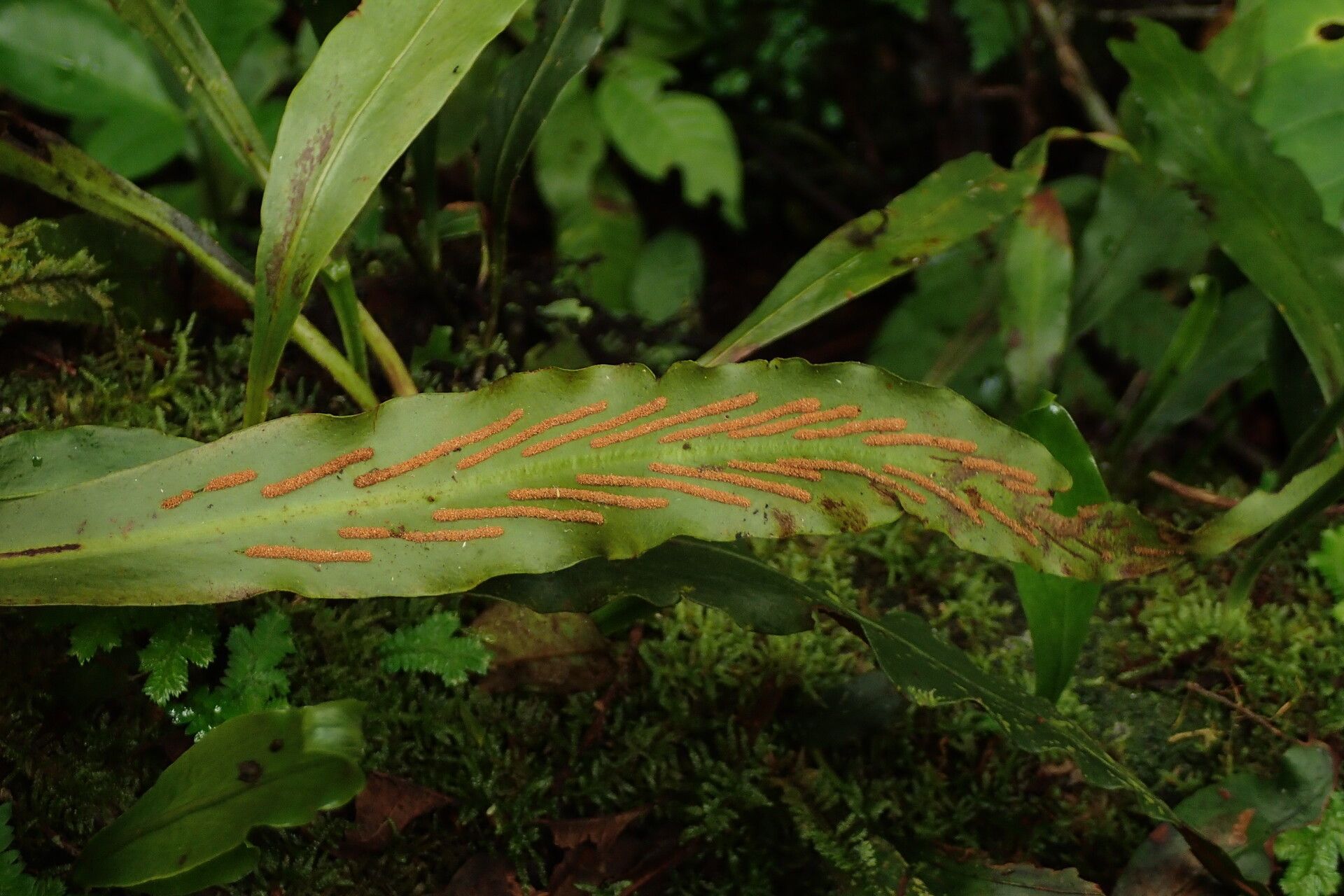 Loxogramme abyssinica fruit
