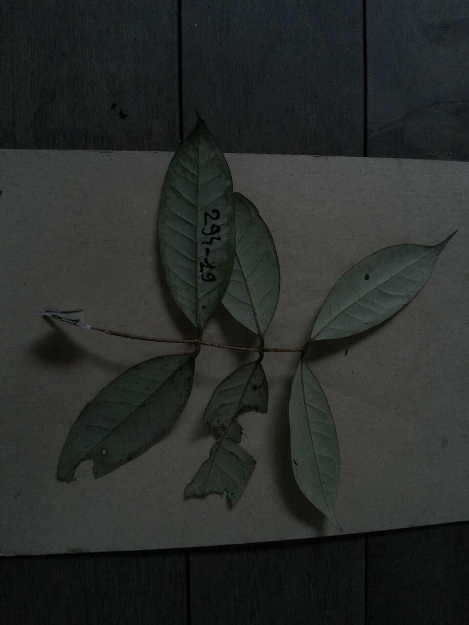 Eugenia brownsbergii — houseplant care guide