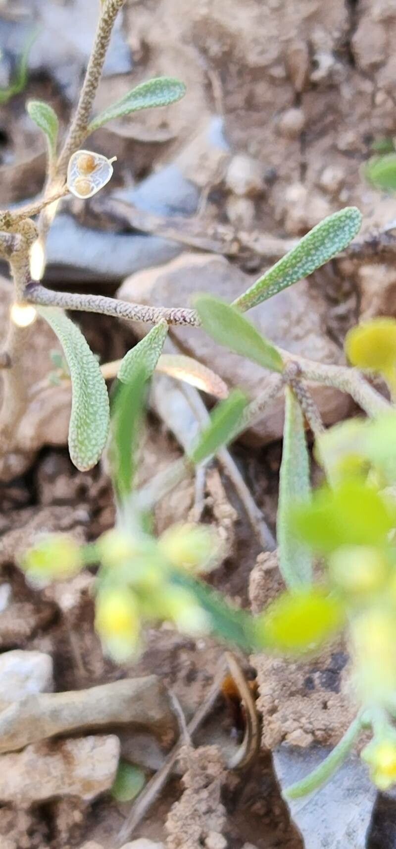 Meniocus linifolius — houseplant care guide