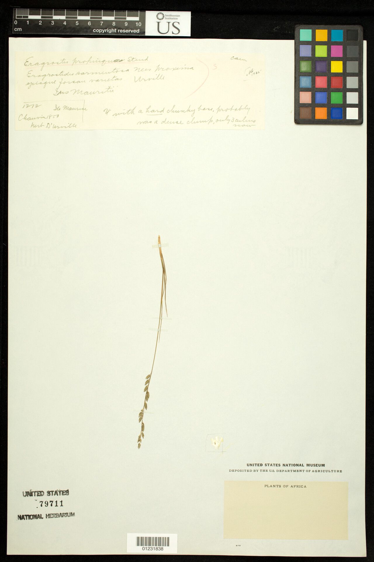 Eragrostis propinqua — search result for 'Eragrostis'