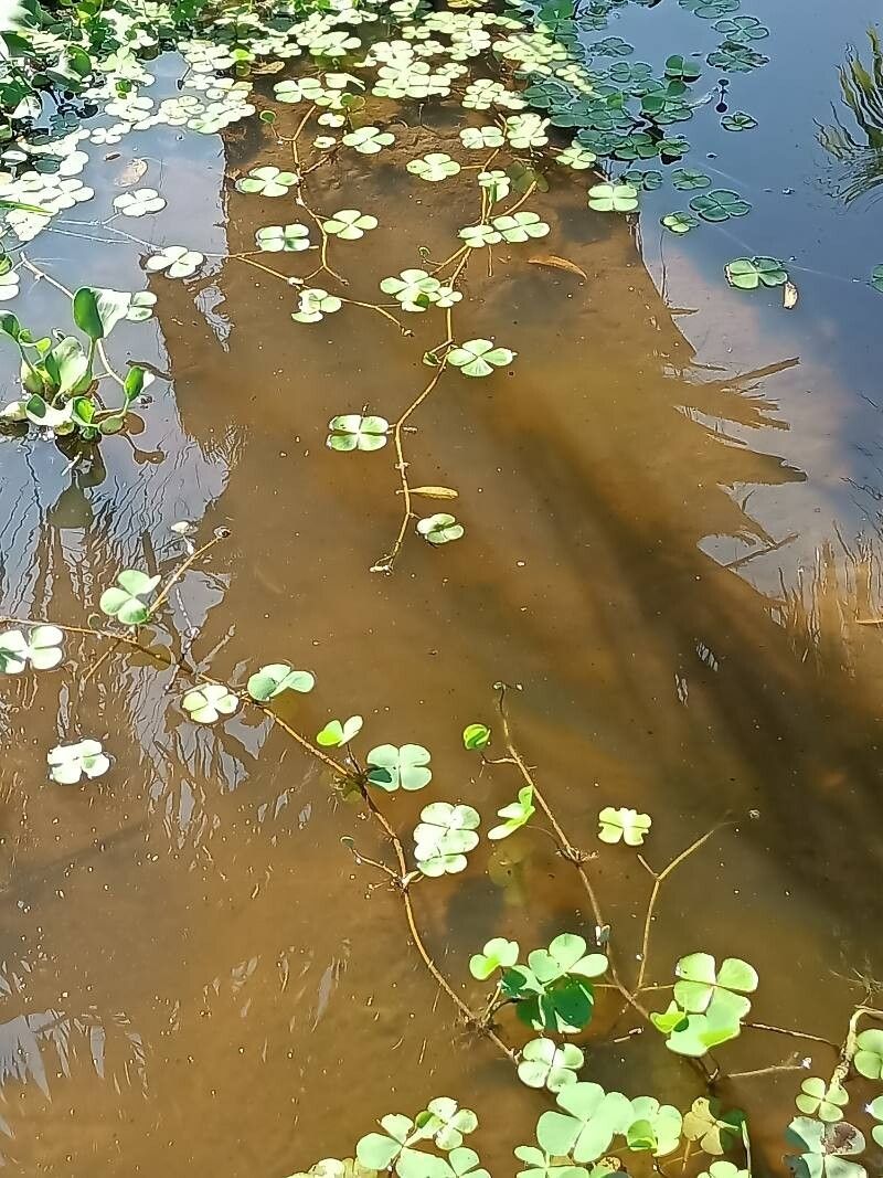 Marsilea mutica habit