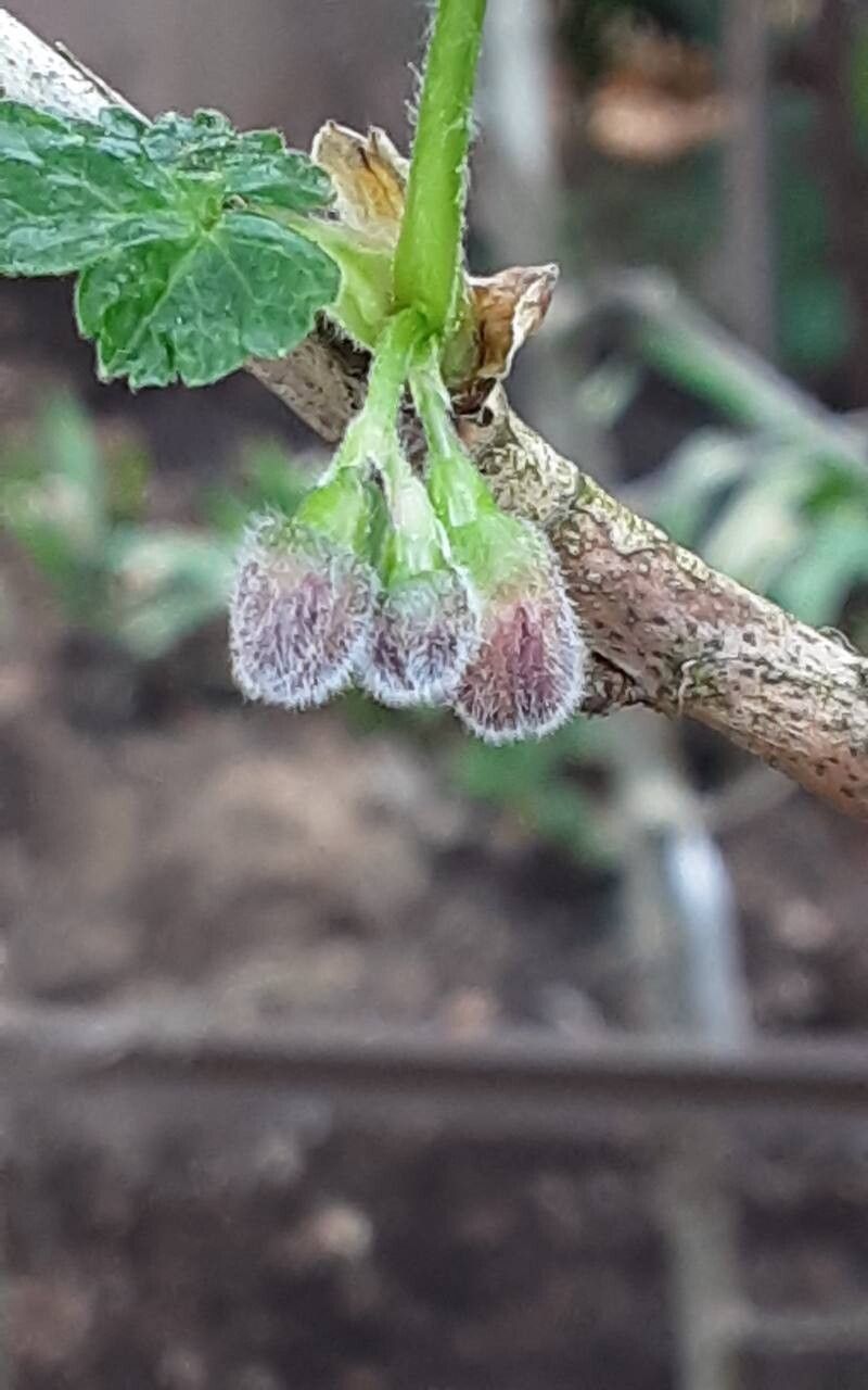 Ribes × nidigrolaria flower