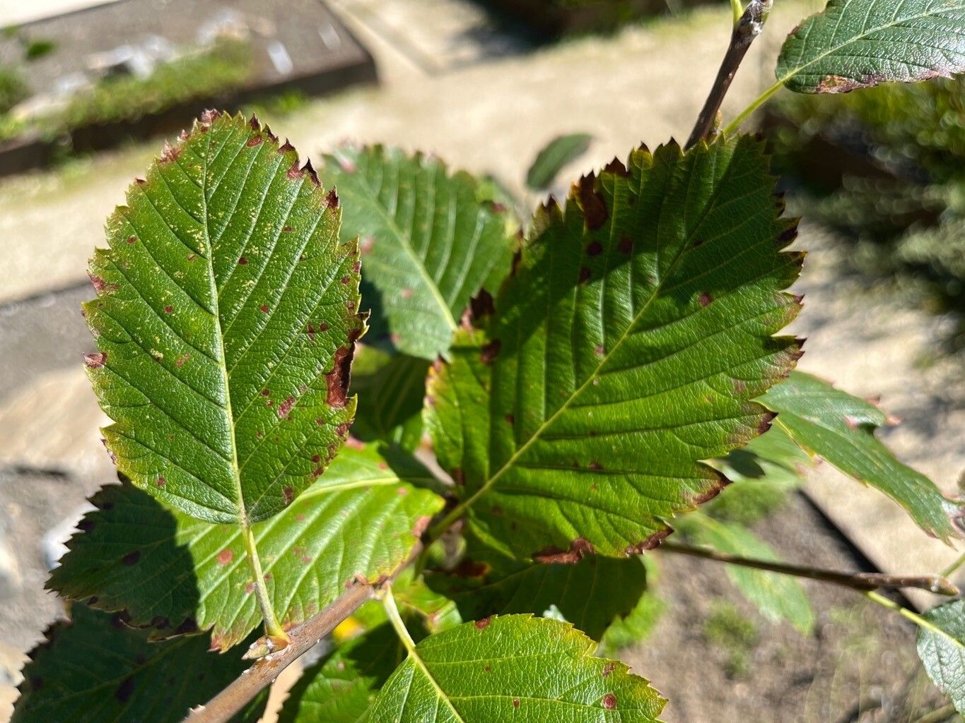 Hedlundia austriaca — related species from the same genus