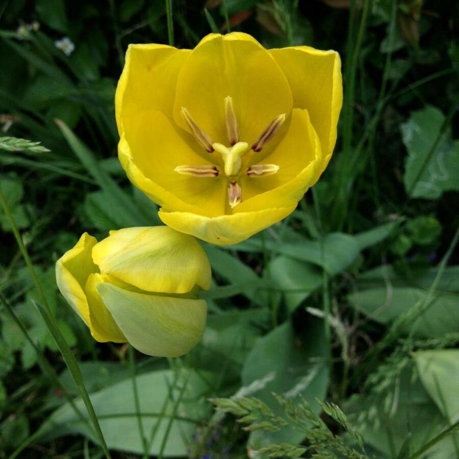 Tulipa billietiana flower