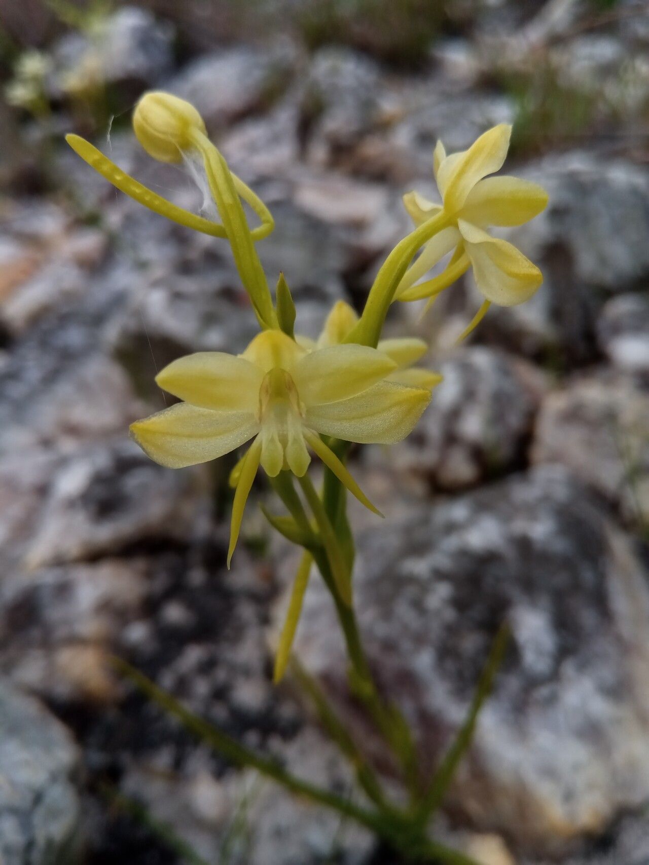 Habenaria ambositrana flower