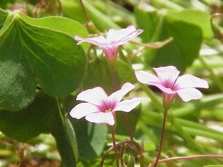 Oxalis rubra — search result for 'Oxalis'