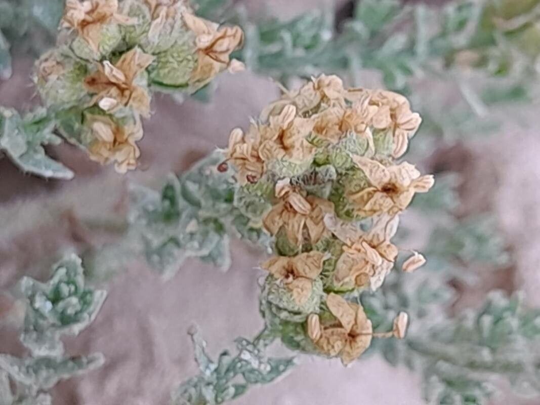 Cressa cretica fruit