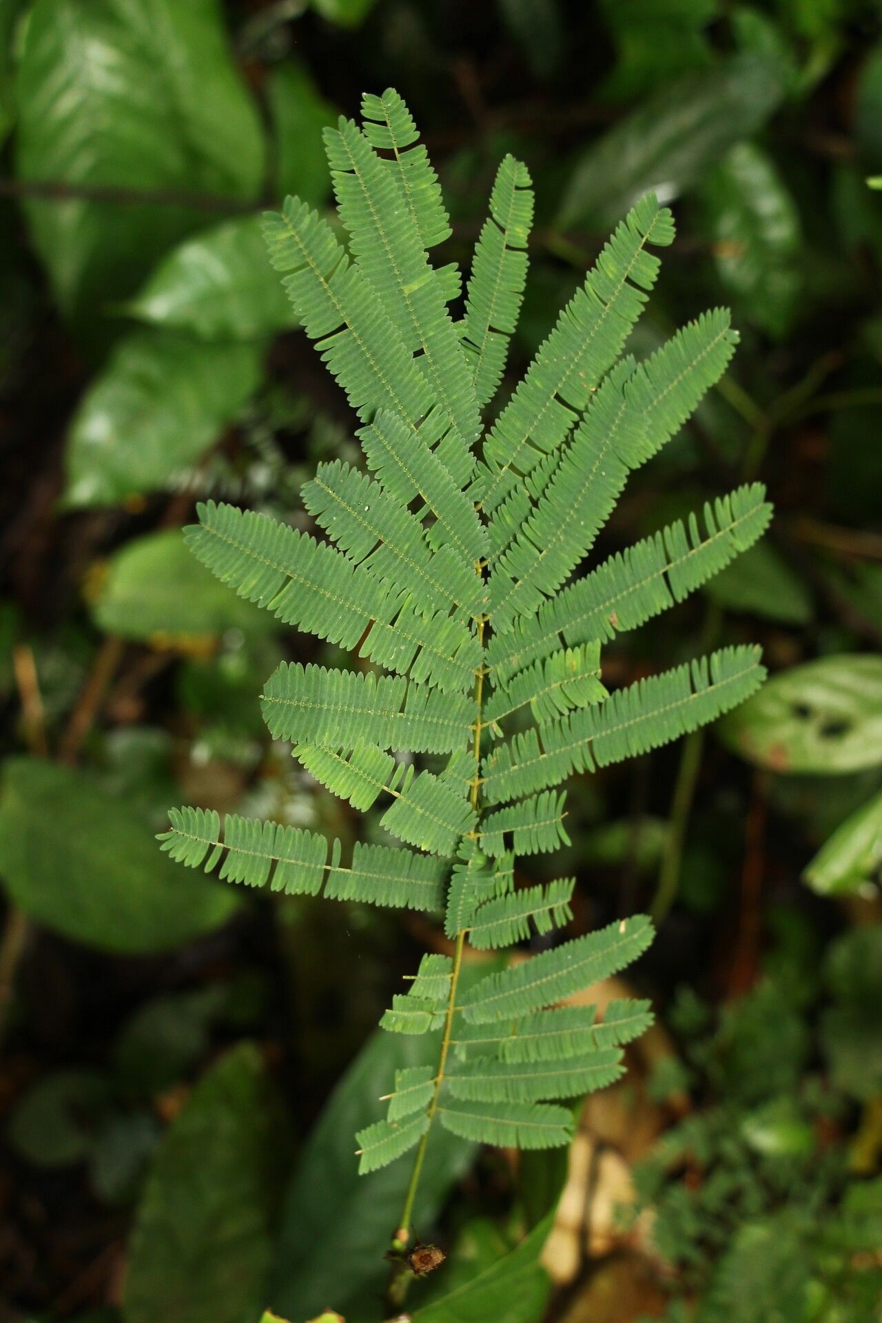 Senegalia kamerunensis — houseplant care guide