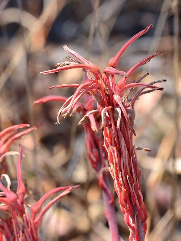 Aloe mzimbana — houseplant care guide