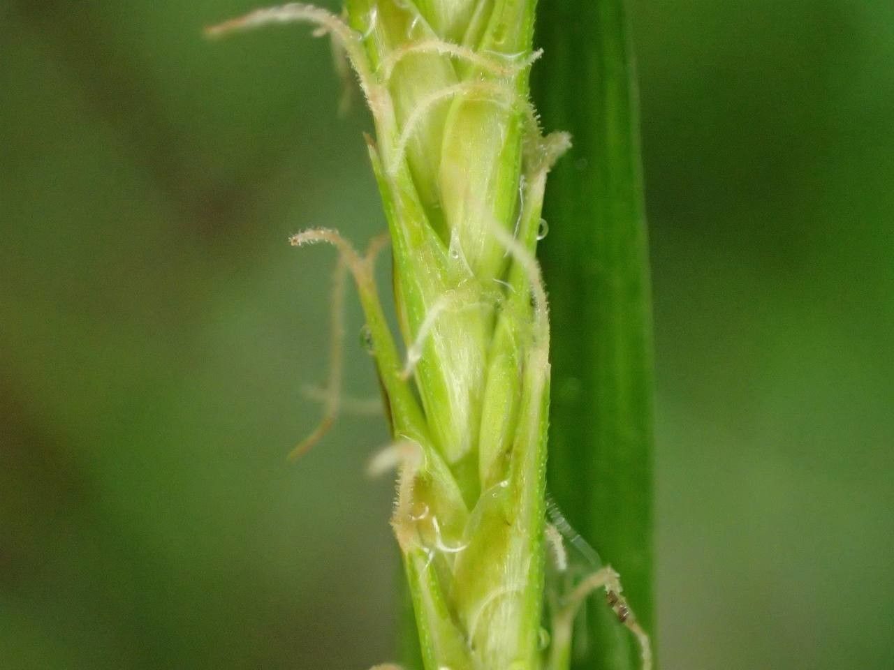 Carex sylvatica fruit