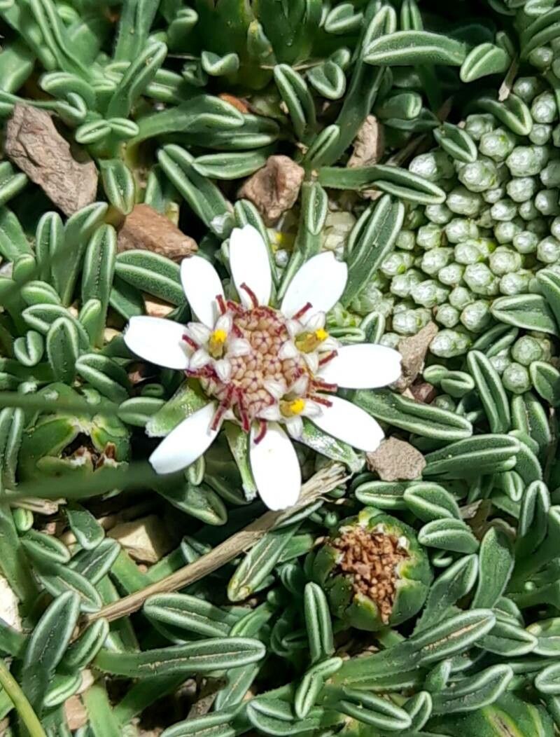 Werneria aretioides flower