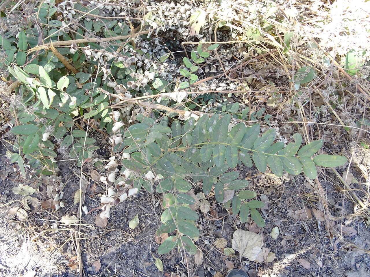 Cordyla pinnata habit