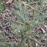 Picea mariana