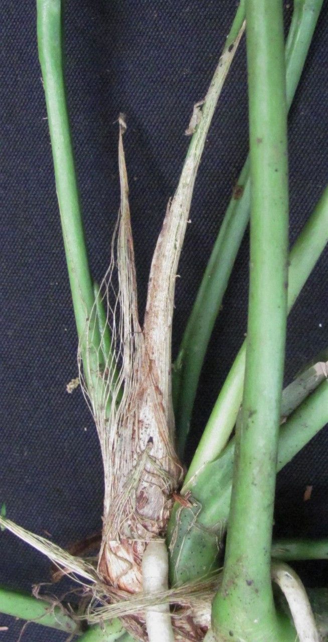 Anthurium angustispadix bark