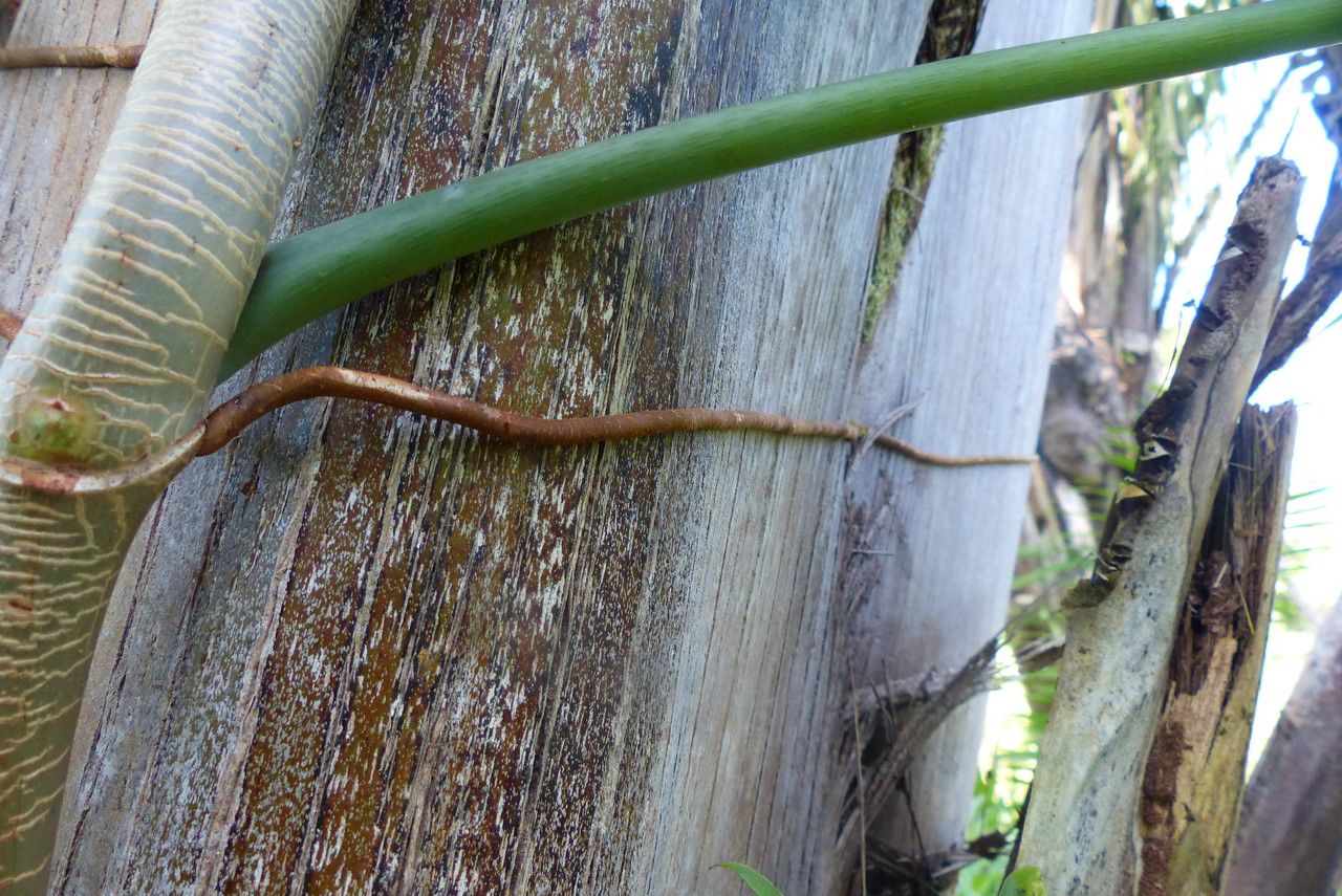 Philodendron gigas habit