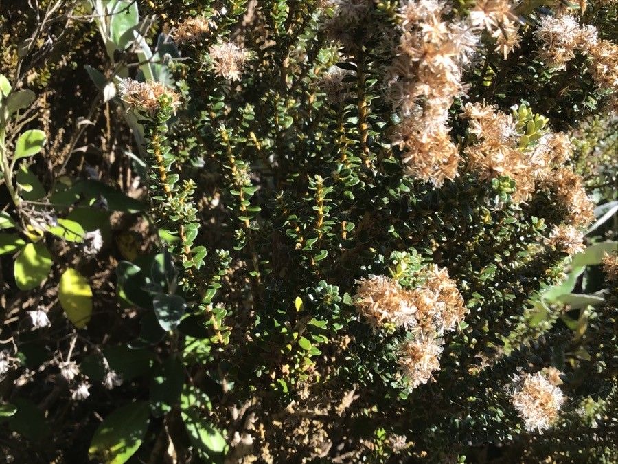 Ozothamnus leptophyllus — houseplant care guide