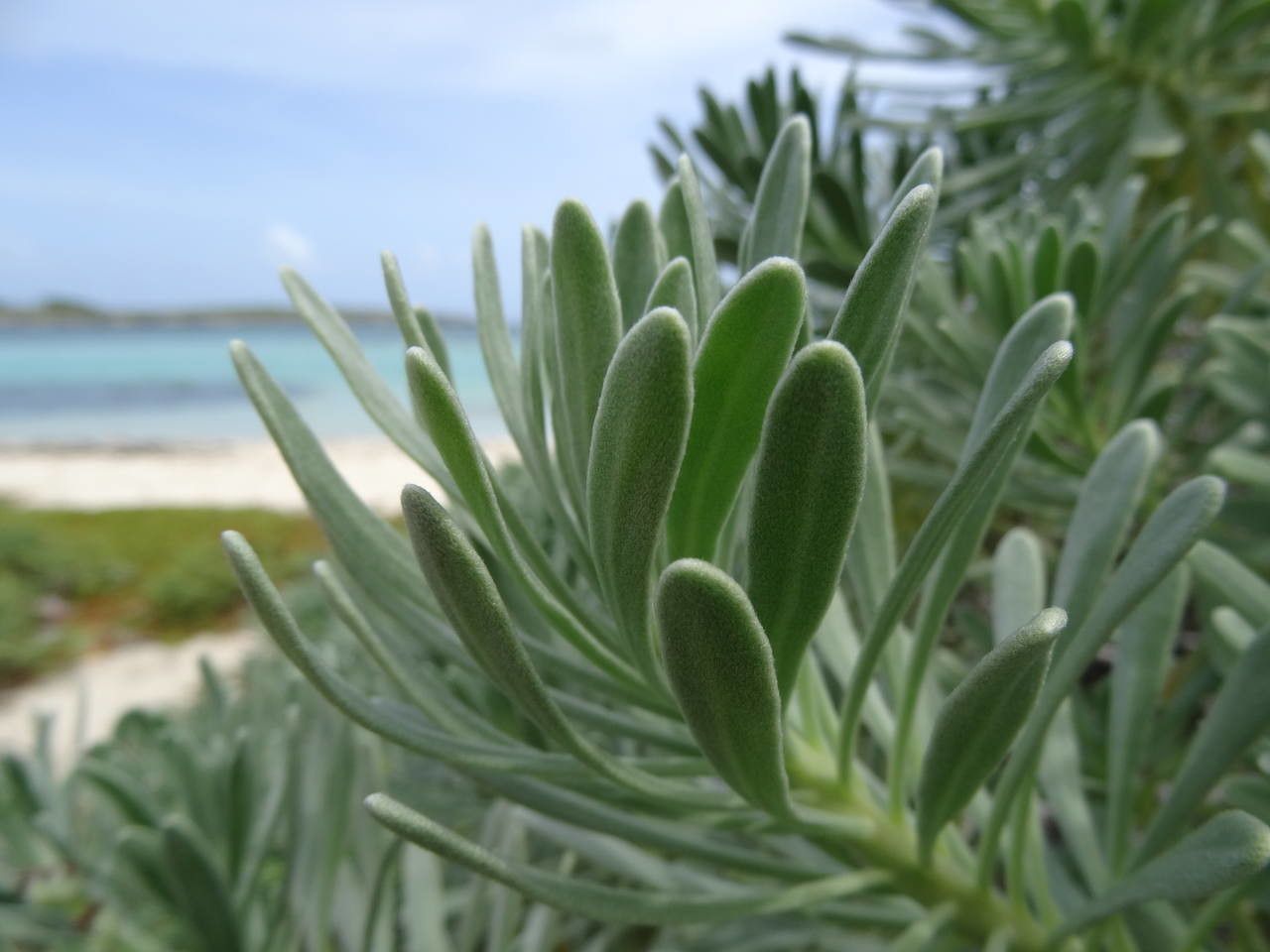 Argusia gnaphalodes leaf