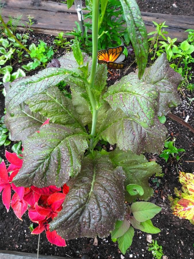 Sanchezia parvibracteata — related species from the same genus