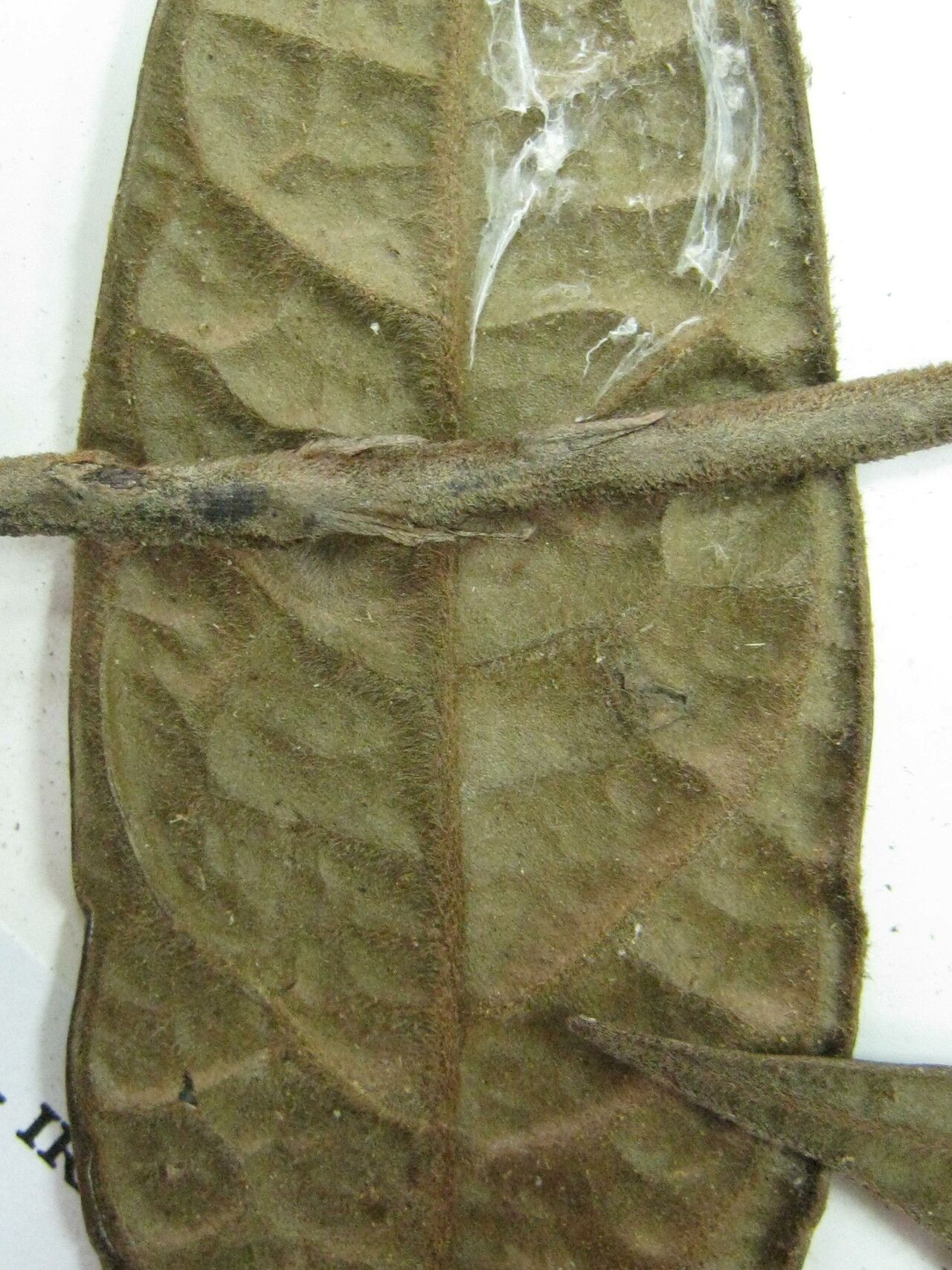 Rhodostemonodaphne scandens — houseplant care guide