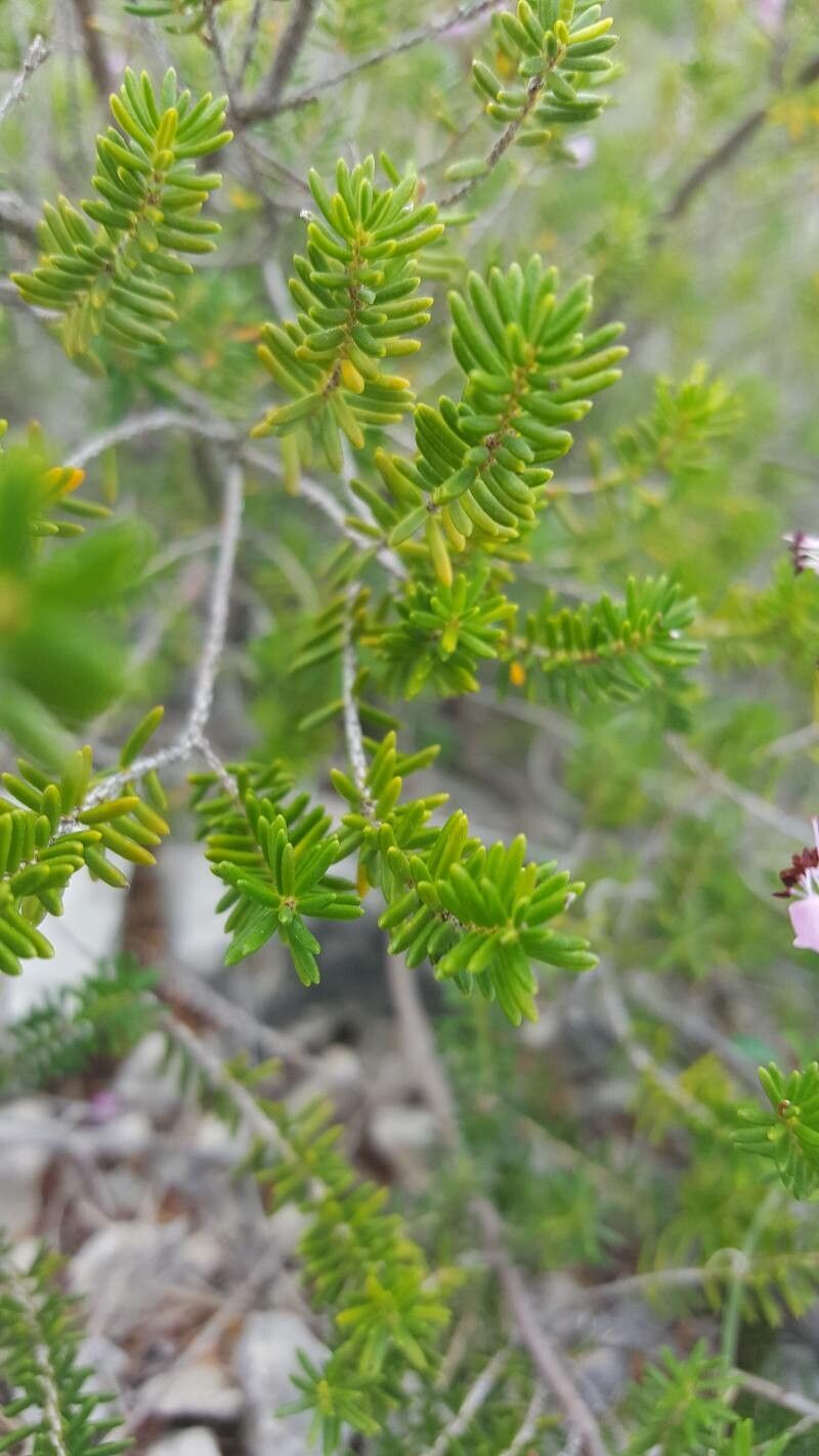 Erica multiflora leaf