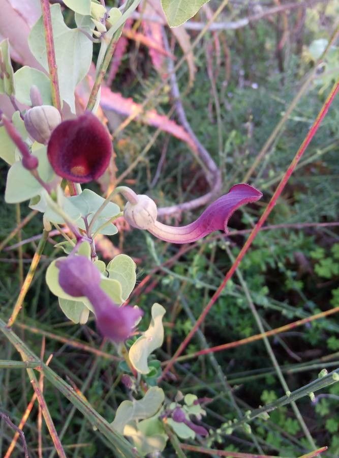 Aristolochia baetica flower
