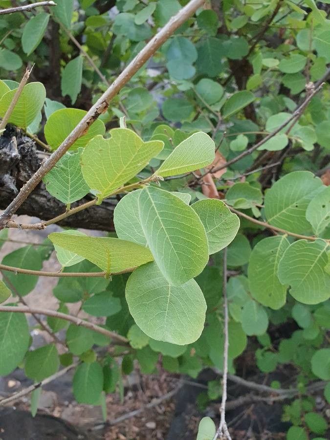 Bridelia taitensis leaf