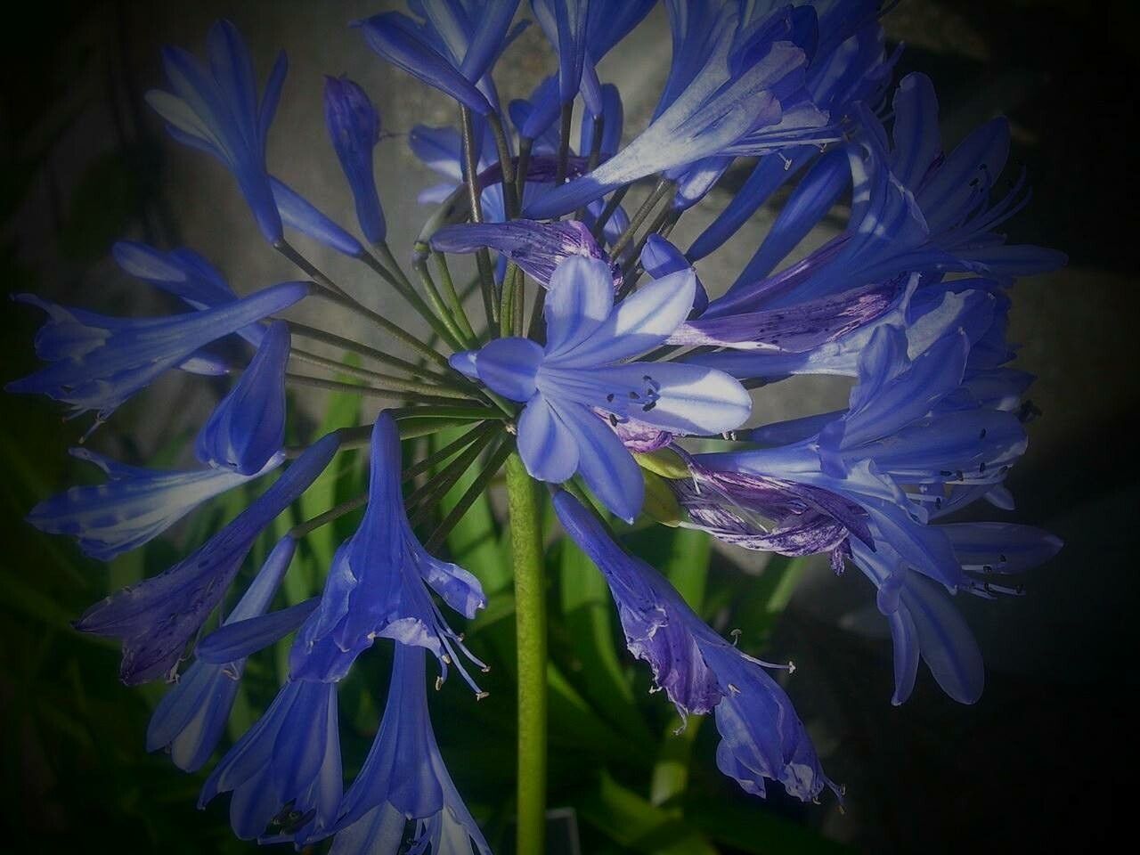 Agapanthus inapertus flower