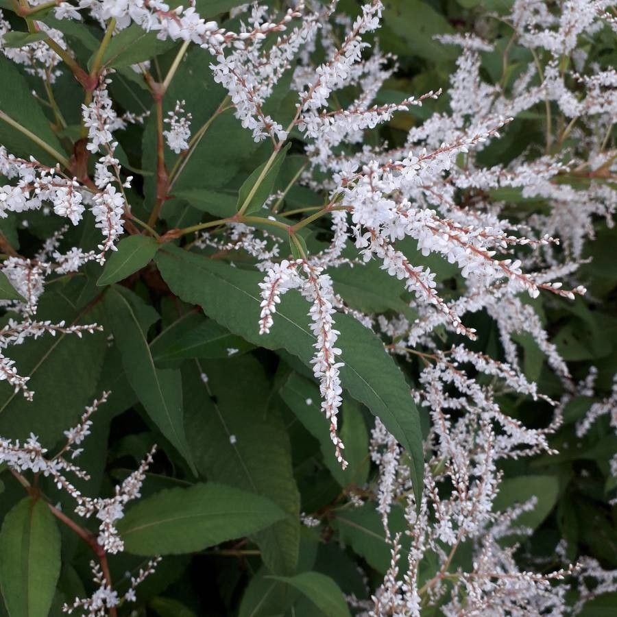 Rubrivena polystachya flower