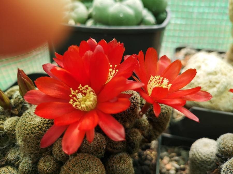 Rebutia albopectinata flower