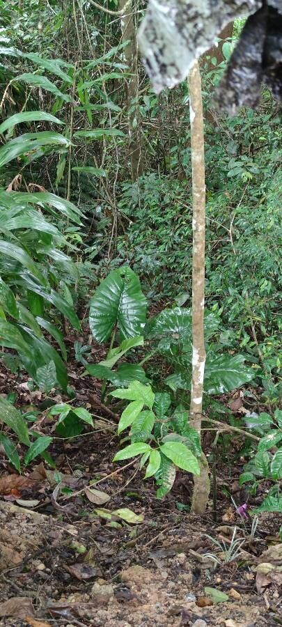 Alocasia inornata — search result for 'Alocasia'