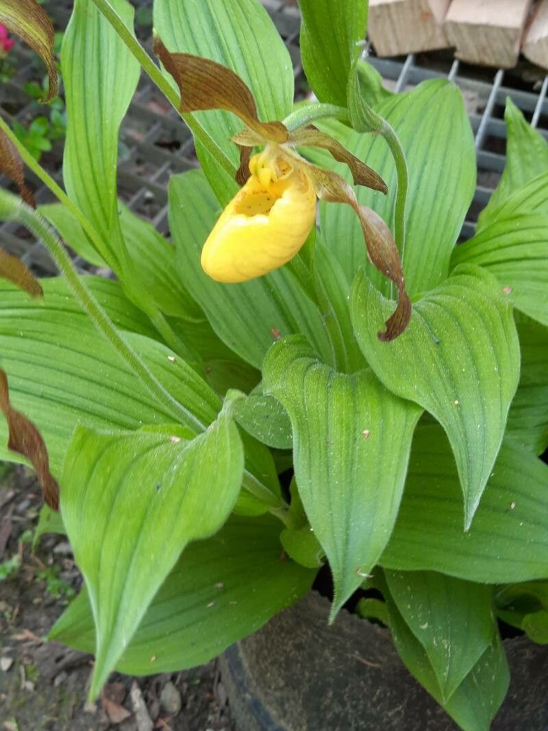Cypripedium parviflorum — search result for 'Cypripedium'