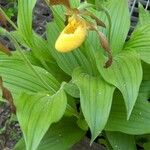 Cypripedium parviflorum