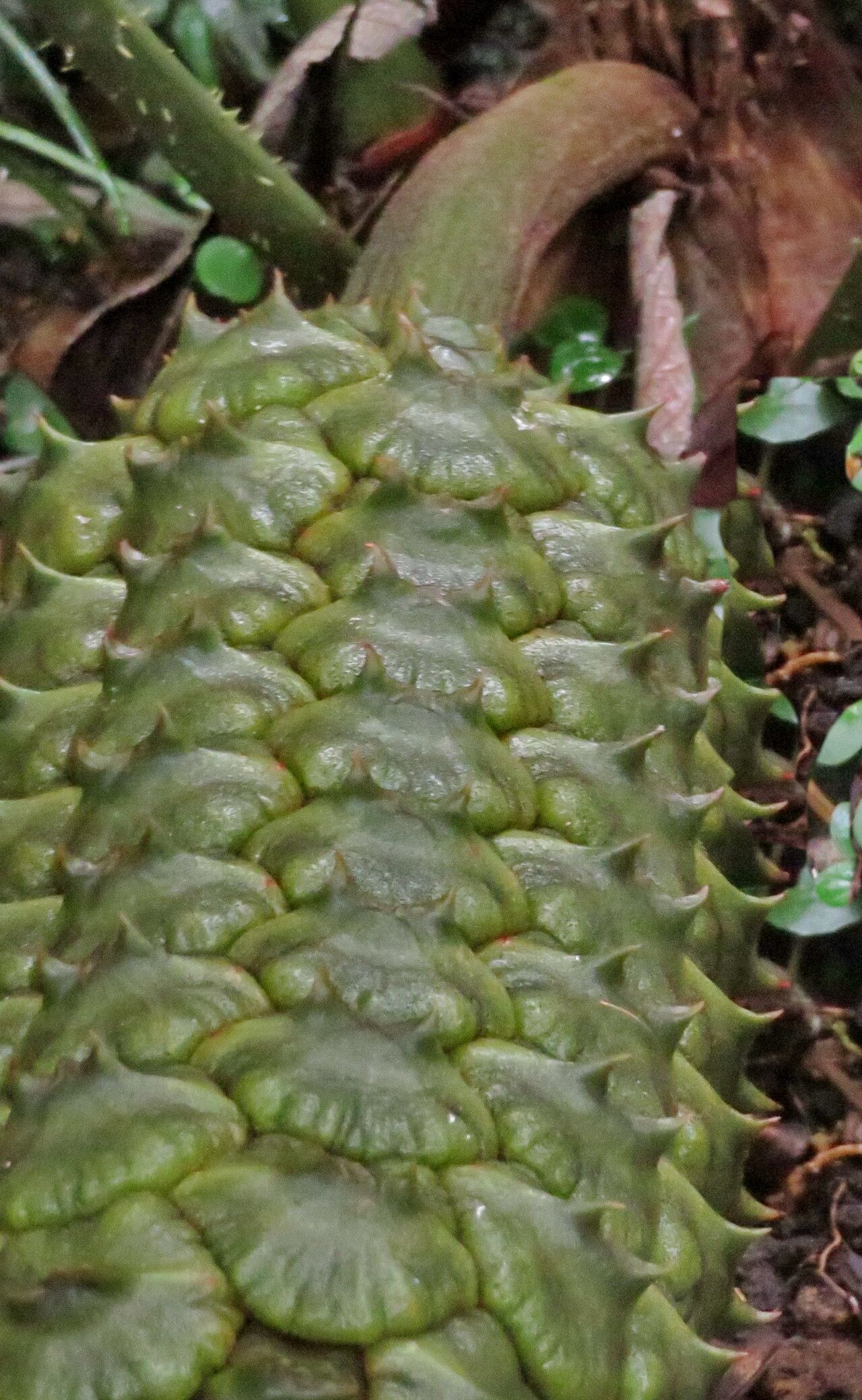 Ceratozamia robusta fruit