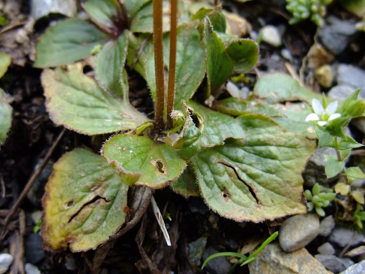 Calceolaria biflora leaf