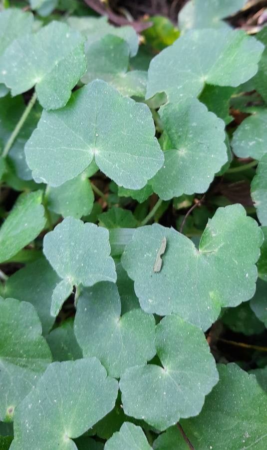Hydrocotyle callicephala leaf