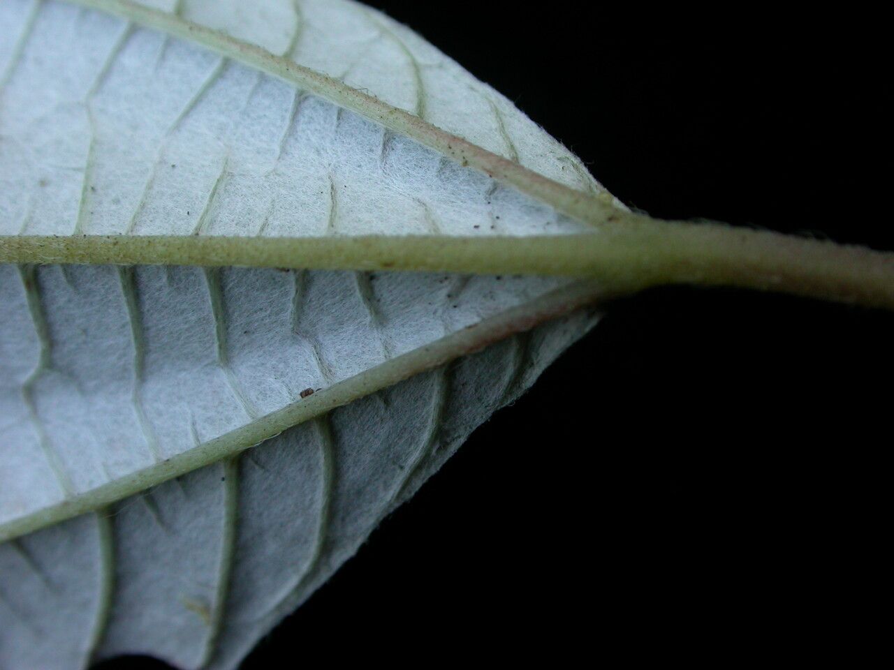 Leucosyke puya habit